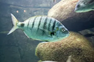 Bream: sea bream