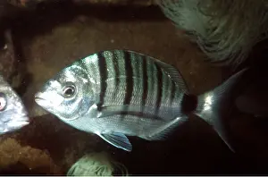 Bream: SEA BREAM