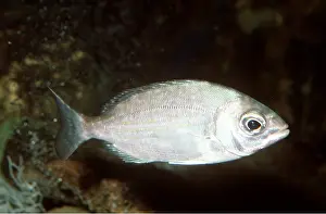 Bream: Sea Bream