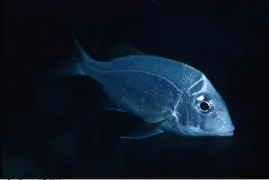 Bream: SEA BREAM