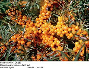 Buckthorn: Sea BUCKTHORN