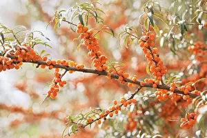 Rhamnoides: Sea Buckthorn
