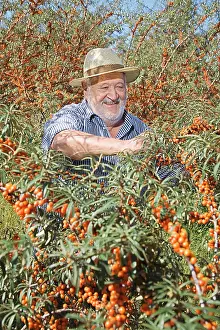 Leadership: Sea Buckthorn