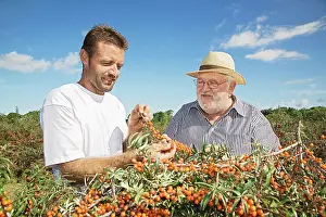Leadership: Sea Buckthorn