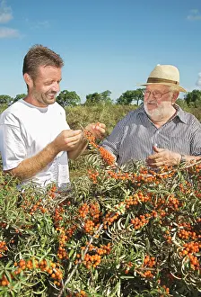 Leadership: Sea Buckthorn