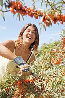 Cheery: Sea Buckthorn