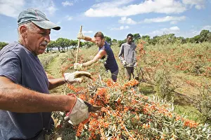 Rhamnoides: Sea Buckthorn