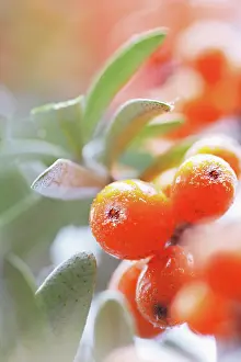 Rhamnoides: Sea Buckthorn