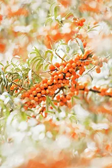 Rhamnoides: Sea Buckthorn