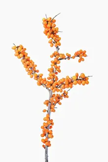 Rhamnoides: Sea Buckthorn