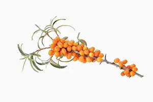 Rhamnoides: Sea Buckthorn