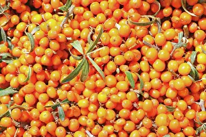Rhamnoides: Sea Buckthorn