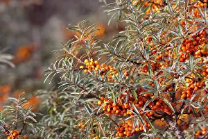 Rhamnoides: Sea Buckthorn - bush in autumn covered in berries