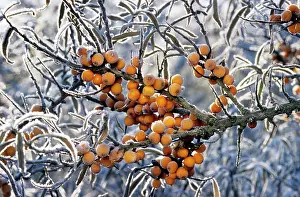 Rhamnoides: Sea buckthorn - frozen berries