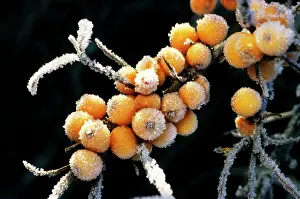 Rhamnoides: Sea buckthorn - frozen berries