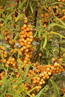 Rhamnoides: Sea buckthorn, in fruit; autumn