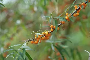 Rhamnoides: Sea Buckthorn, Hippophae rhamnoides, Twig with narrow