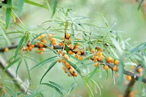 Rhamnoides: Sea Buckthorn, Hippophae rhamnoides, Twig with narrow