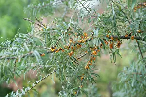 Rhamnoides: Sea Buckthorn, Hippophae rhamnoides, Twig with narrow
