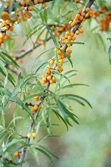Rhamnoides: Sea Buckthorn, Hippophae rhamnoides, Twigs with narrow