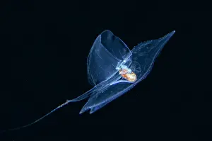 Transparent: Sea Butterfly