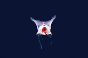 Transparent: Sea Butterfly - Bintang Divers dive site, Amed