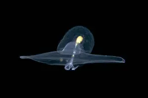 Heterobranchia: Sea Butterfly floating in water column - Blackwater