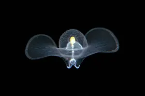 Heterobranchia: Sea Butterfly floating in water column - Blackwater