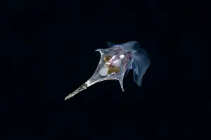 Heterobranchia: Sea Butterfly swimming in water column - Blackwater