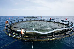 Thousand: Sea cage with thousand of Gilt-head bream, Sparus aurata, Po
