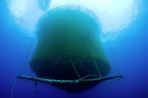 Fullness: Sea cage with thousand of Gilt-head bream, Sparus aurata, Po