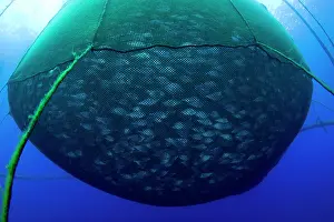 Fullness: Sea cage with thousand of Gilt-head bream, Sparus aurata, Po