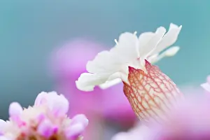 Campion: Sea Campion