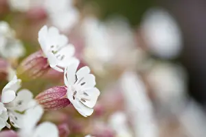 Campion: Sea Campion