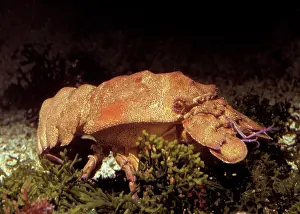 Cicadas: Sea Cicada - Cigale de Mer
