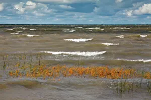 Alkali: Sea Club-rush - the Baltic Sea - Gulf of Finland