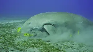 Algae: Sea Cow (Dugong dugon) eating algae on seagrass
