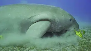 Algae: Sea Cow (Dugong dugon) eating algae on seagrass