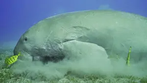 Algae: Sea Cow (Dugong dugon) eating algae on seagrass