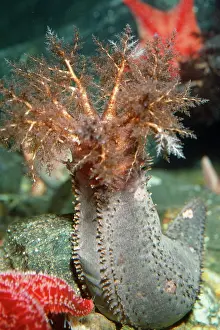 Frondosa: Sea Cucumber