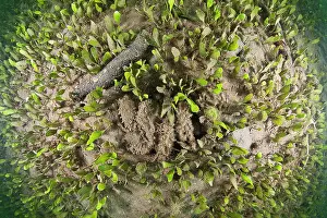 Tubulosa: Sea Cucumber