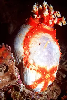 Echinoderms: SEA CUCUMBER