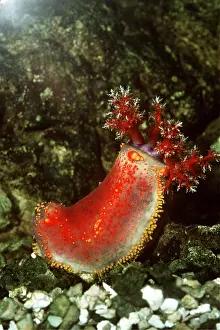 Pat Morris: SEA CUCUMBER