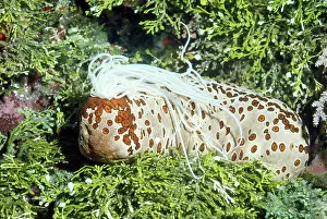 Holothuria: Sea Cucumber (Beche-de-mer)