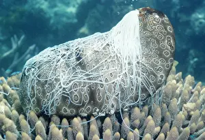 Sticky: SEA CUCUMBER - with cuvierian organs / sticky threads
