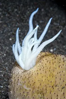 Straits: Sea Cucumber extruding defensive Cuivierian tubules