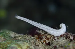 Synaptula: Sea Cucumber - Fantasea dive site, Misool, Raja