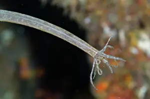 Synaptula: Sea Cucumber feeding - Melasti dive site, Seraya