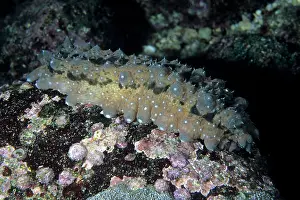 Bohadschia: Sea cucumber Galapagos Islands UNESCO Natural World Heritage