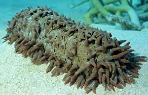 Auscape - Named Photographers: Sea CUCUMBER - Great Barrier Reef, Australia